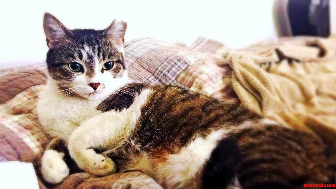 Lady Winifred Nibbles