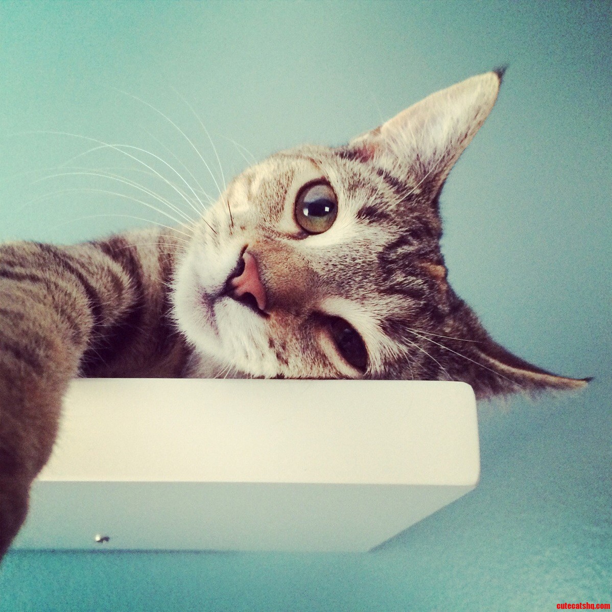 Lazy Kitty.