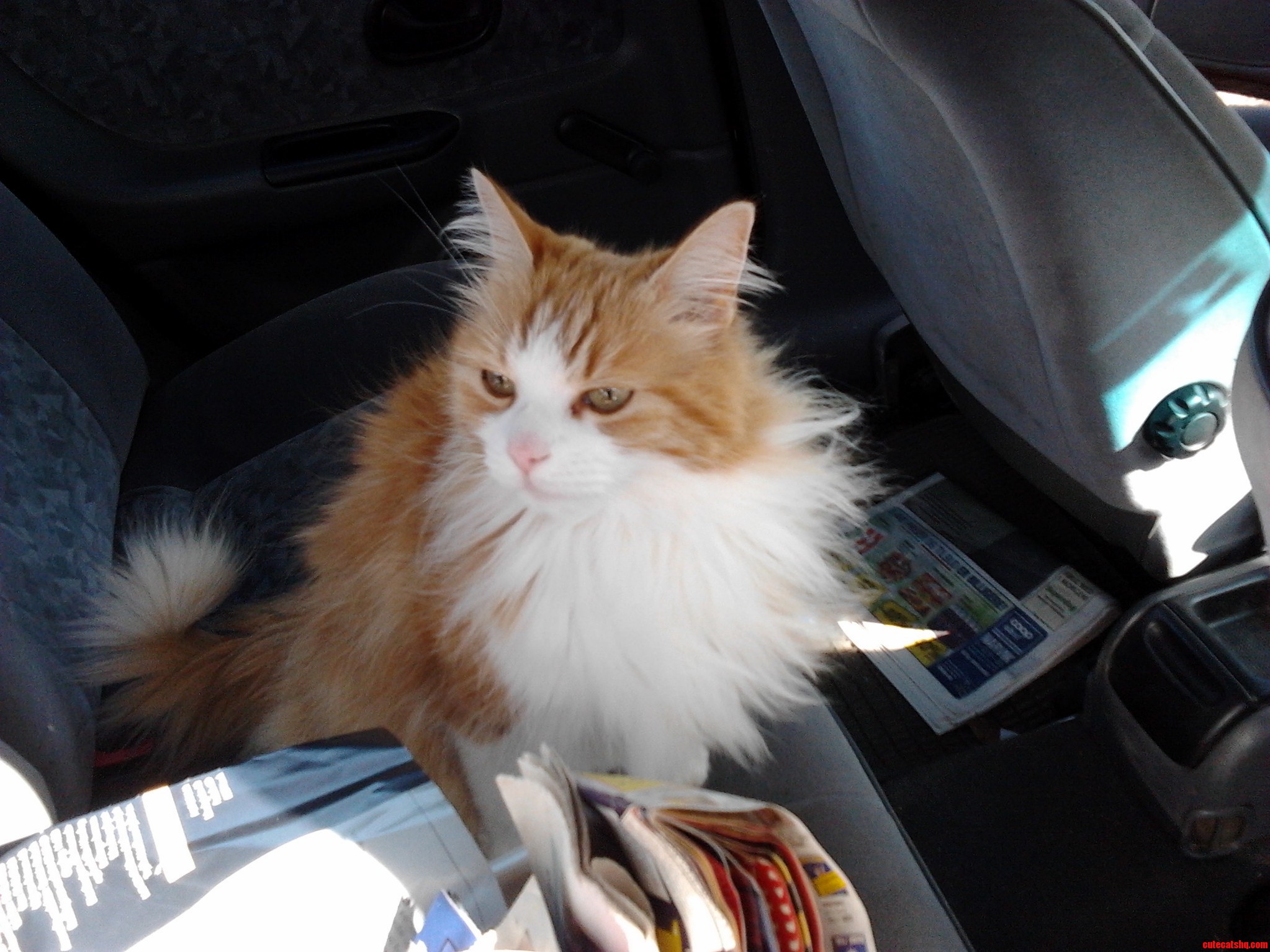 Left the Car Door Open Found Her Chilling in the Back Seat