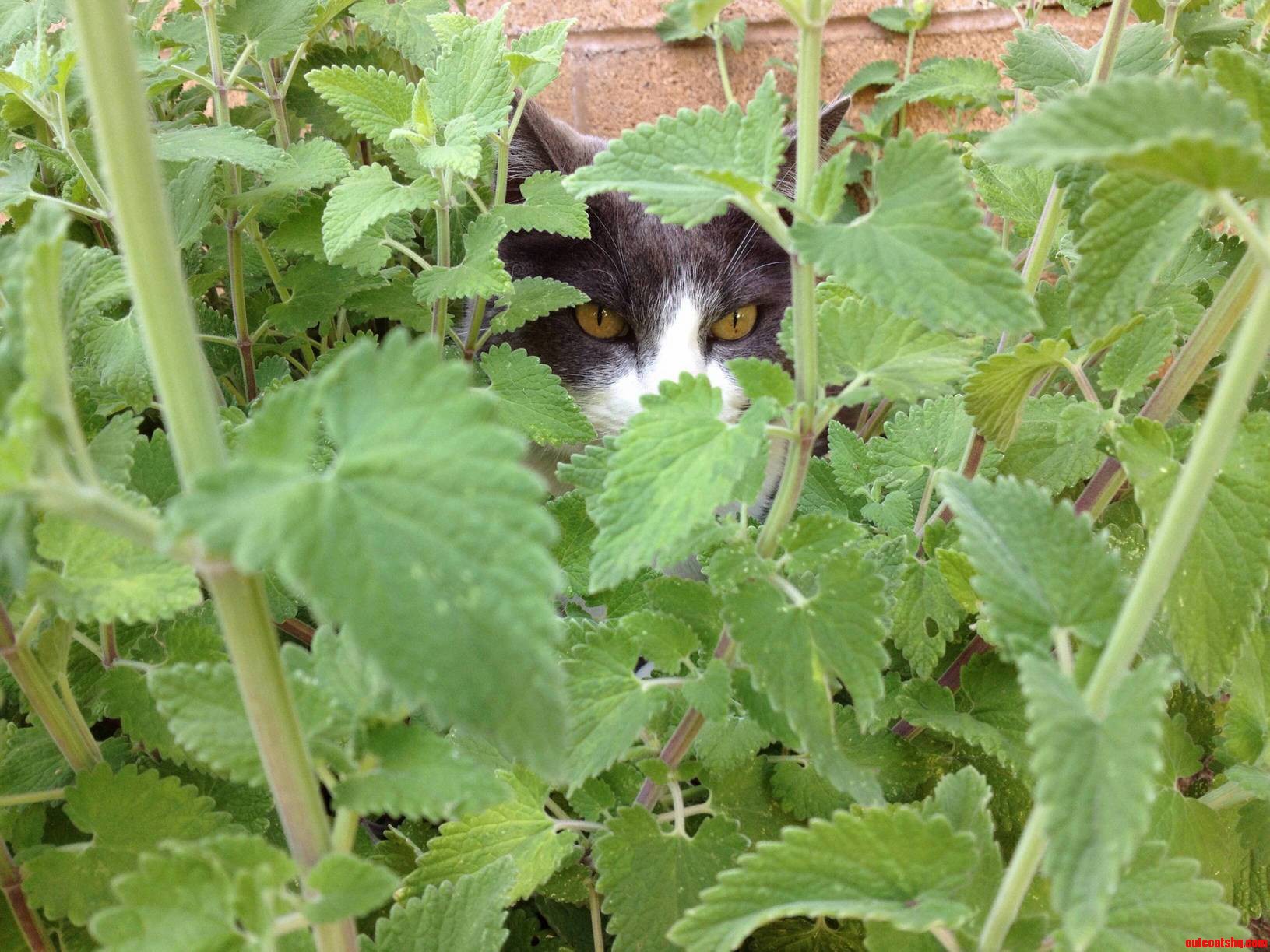 Level 2 Catmo-flage.