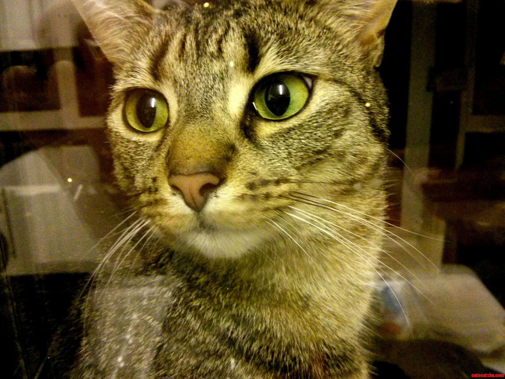 Lola Sitting by the Window