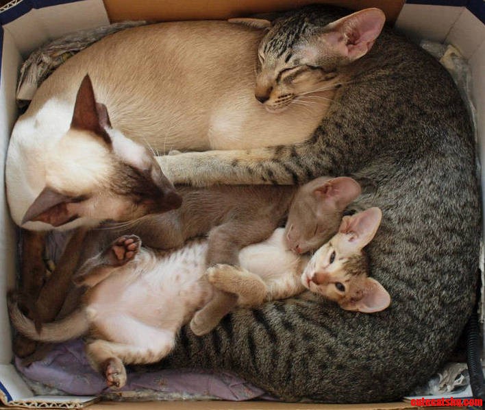 Loving Family
