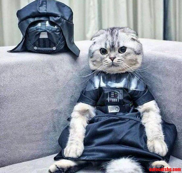 Luke I Am Your Cat
