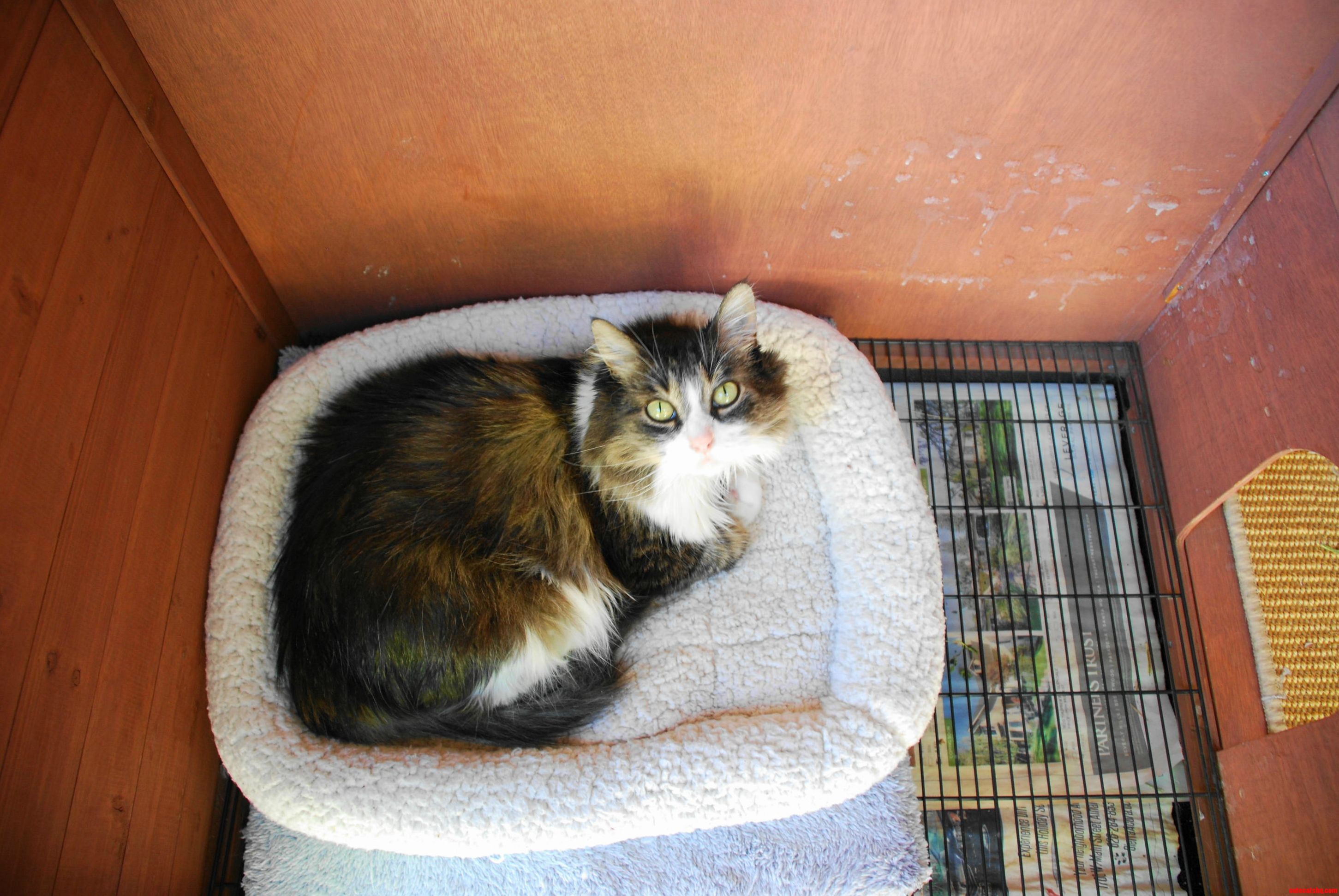 Mamas in the Rabbit Hutch