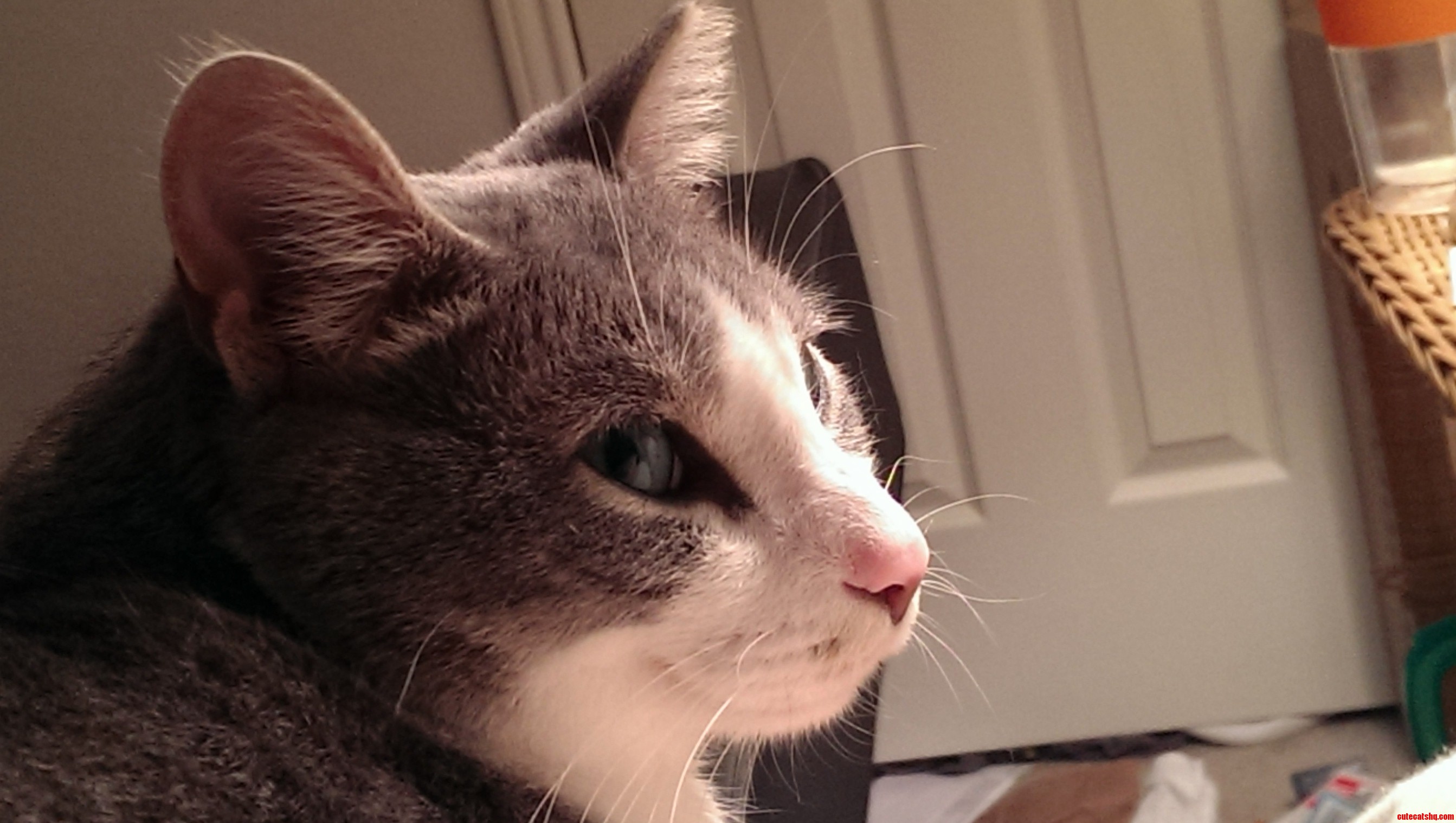 Managed to Snag a Good Shot of Qwerty My Love Bug.