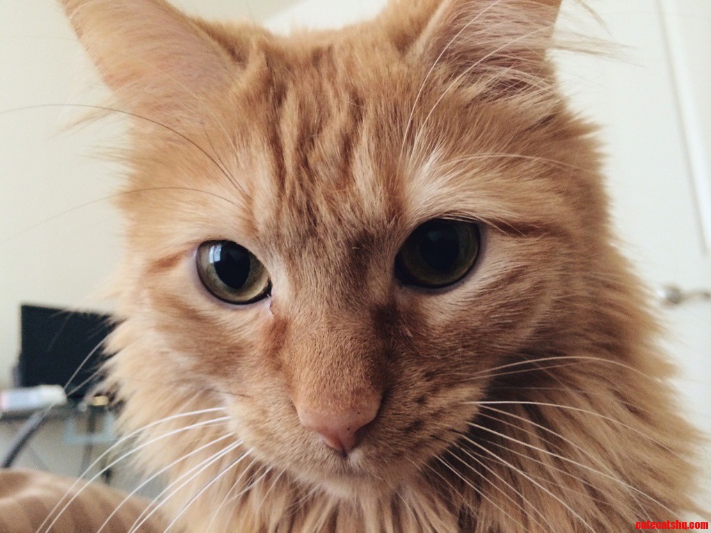 Meet Majestic Myles