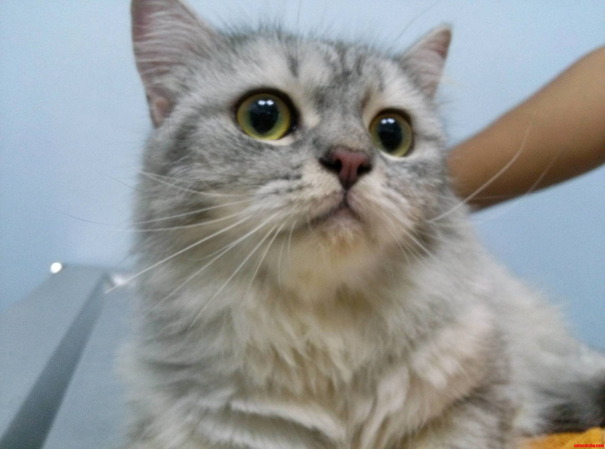 Meet Mia on Her Second Visit to the Vet Anyone Knows What Breed She Is