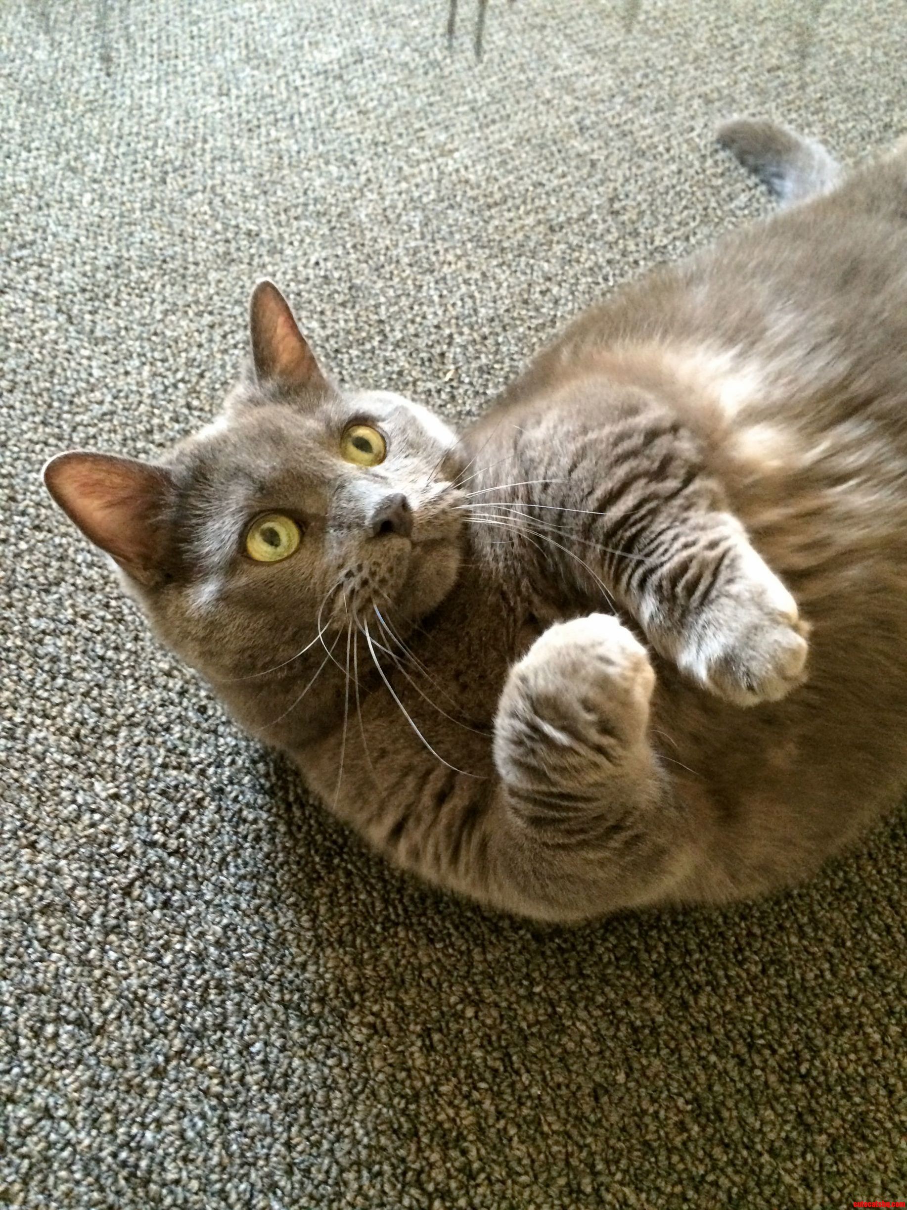 Meet My New Best Friend Fellini. He Has Little Legs and a Big Attitude.