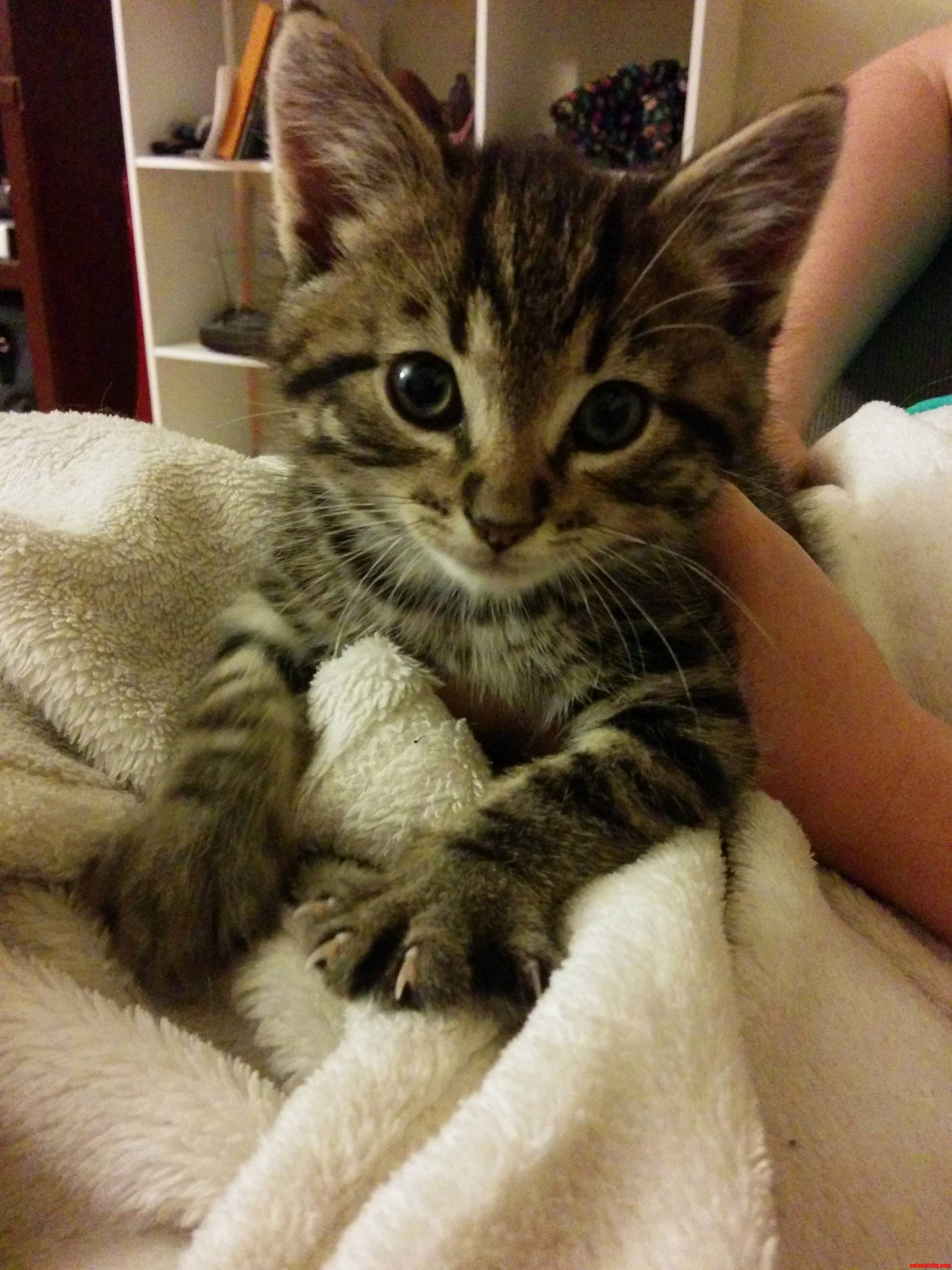 Meet My New Little Dude Tryion.
