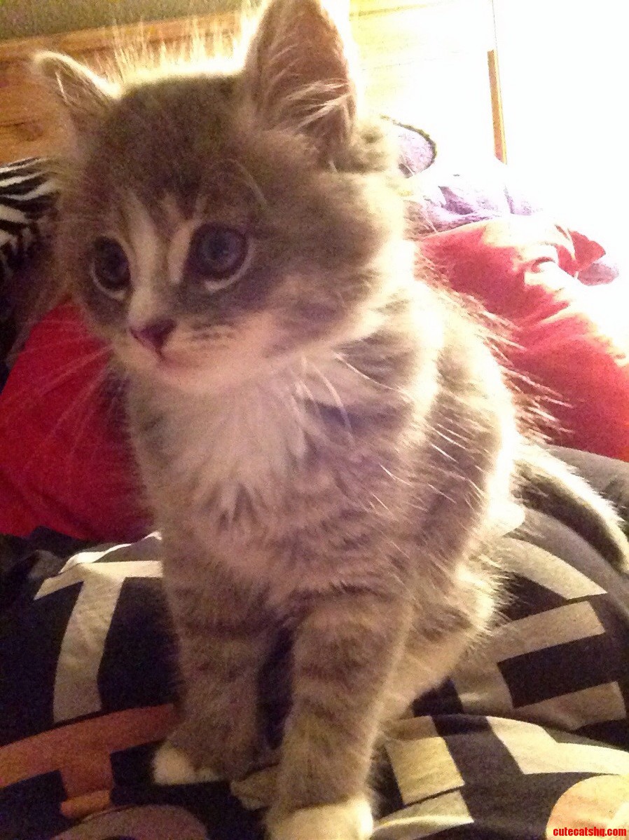 Meet Pancakes