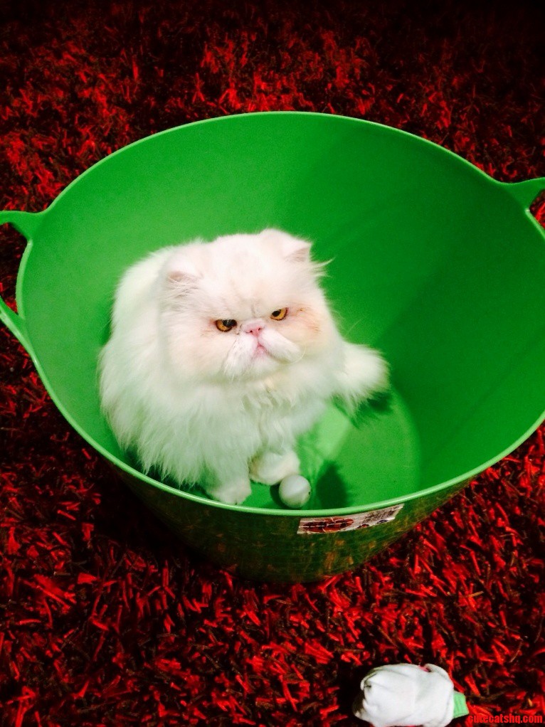Meet Sassy.