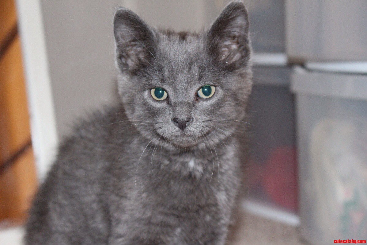 Meet Tarter Sauce. the 8 Week Stray That Got Stuck in Our Shed.