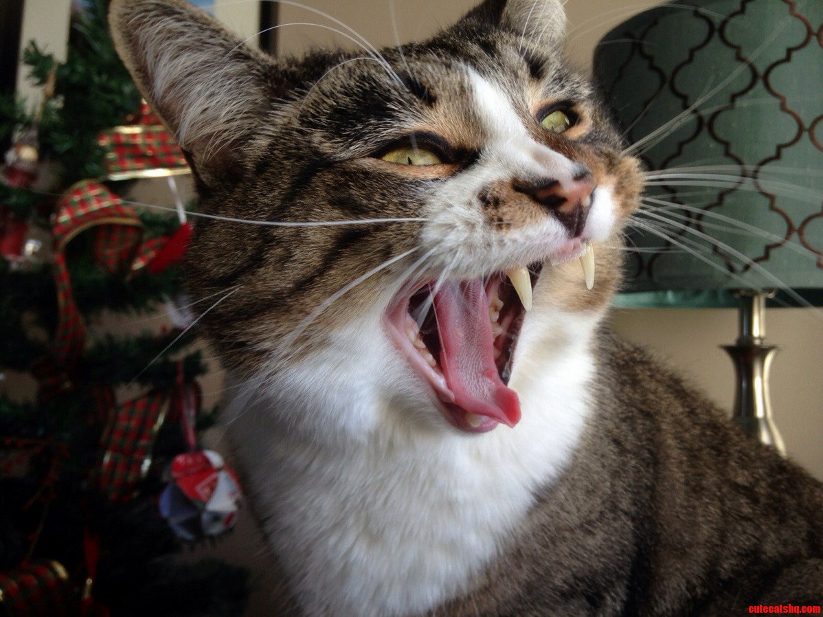 Meet My Cat Howard