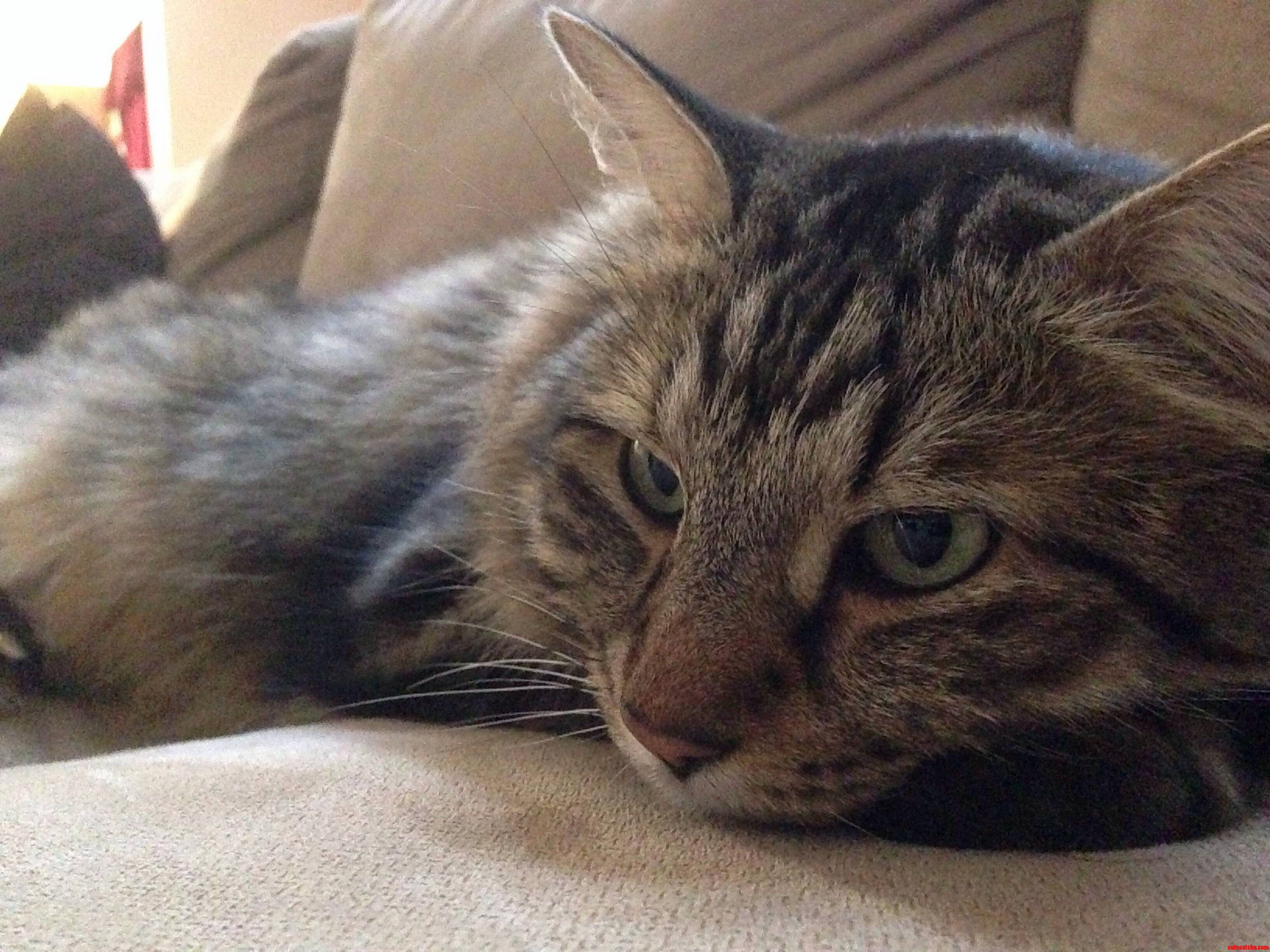 Memphis Hogging Half of the Couch
