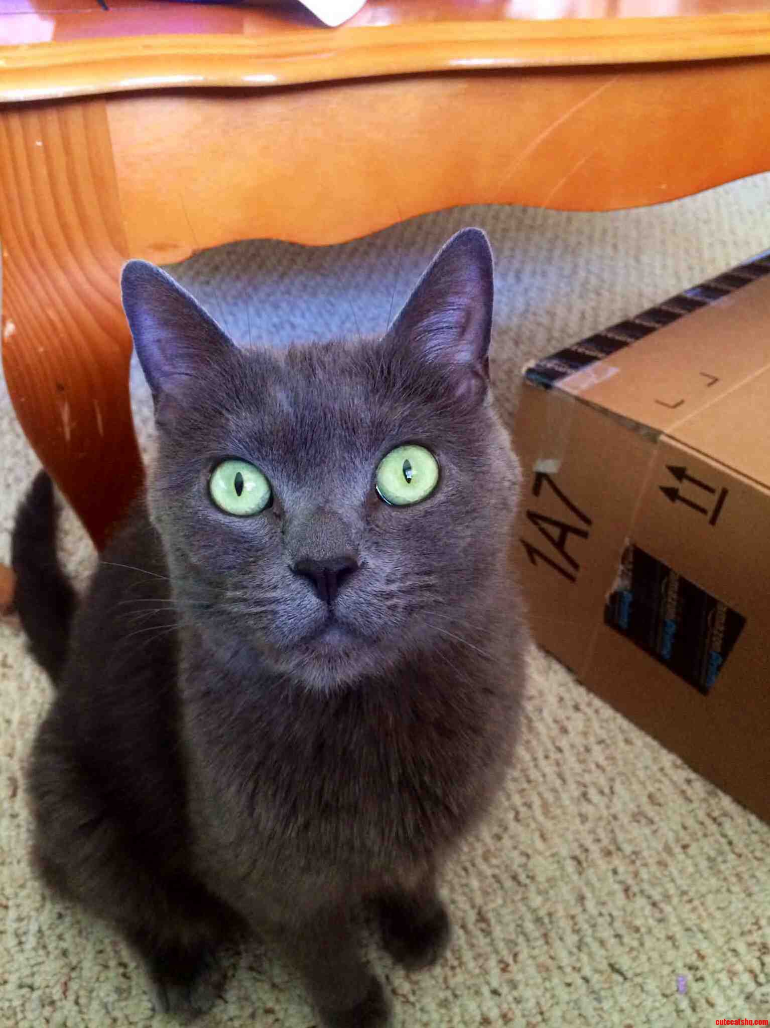 Midnight My Friends Russian Blue