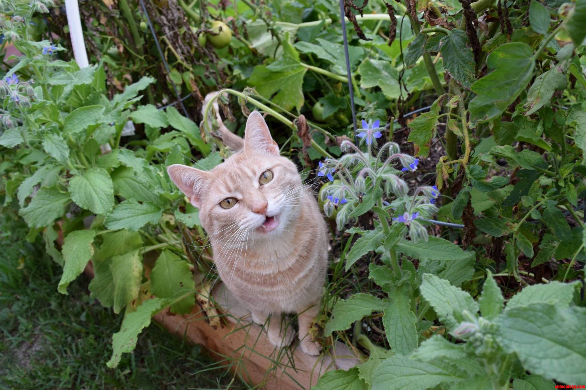Milly Loves to Explore the Garden.