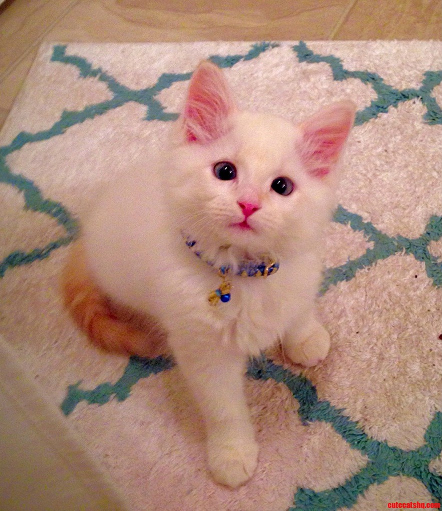 My Adorably Sweet Slightly Cross Eyed Kitten Isis