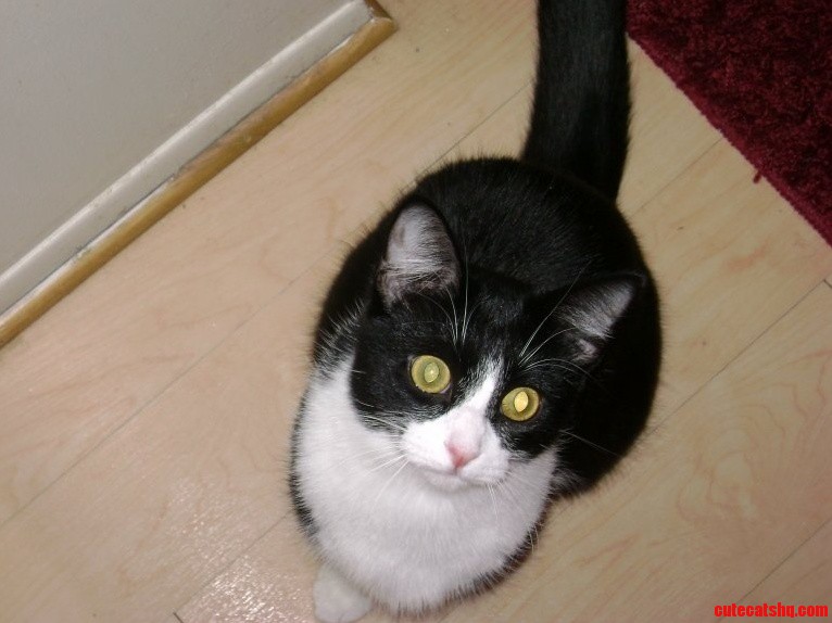 My Attention Cat Sally