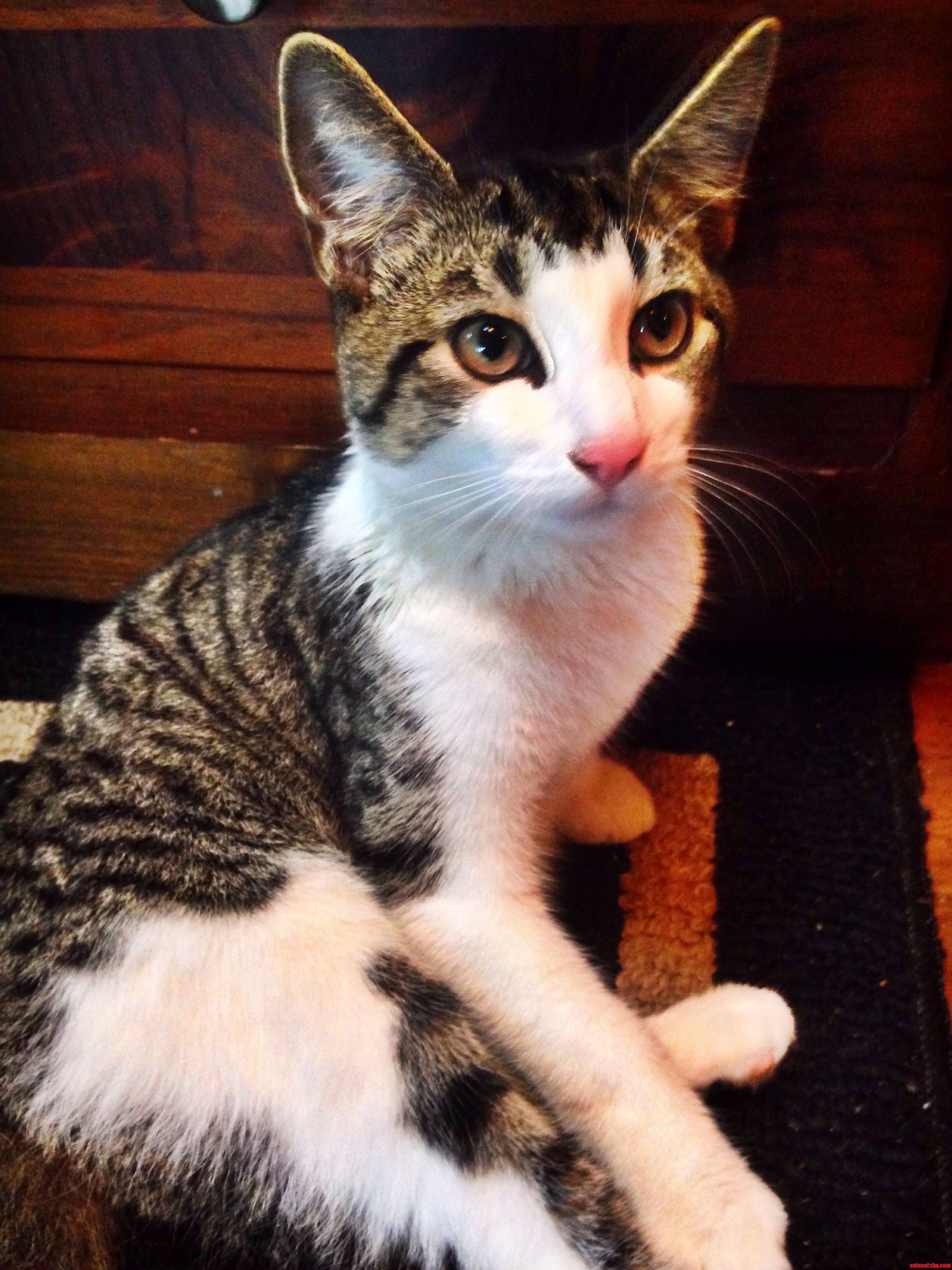 My Baby Elmo