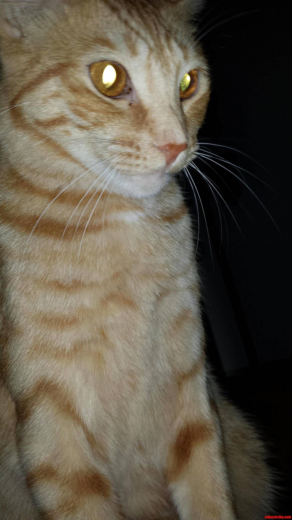 My Beautiful Boy Ringer.