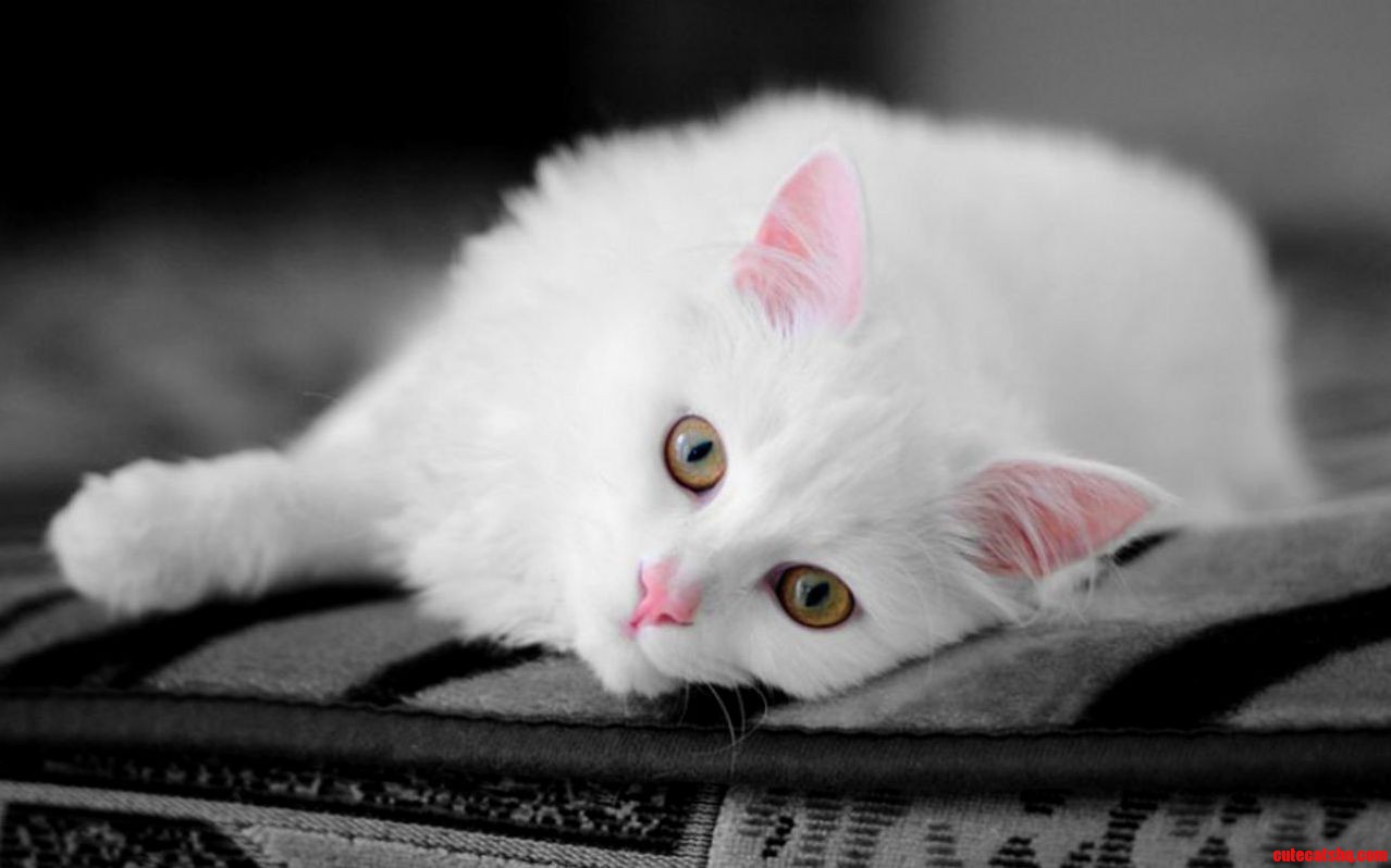 My Beautiful Cat Looking So Tired After Playing in Garden