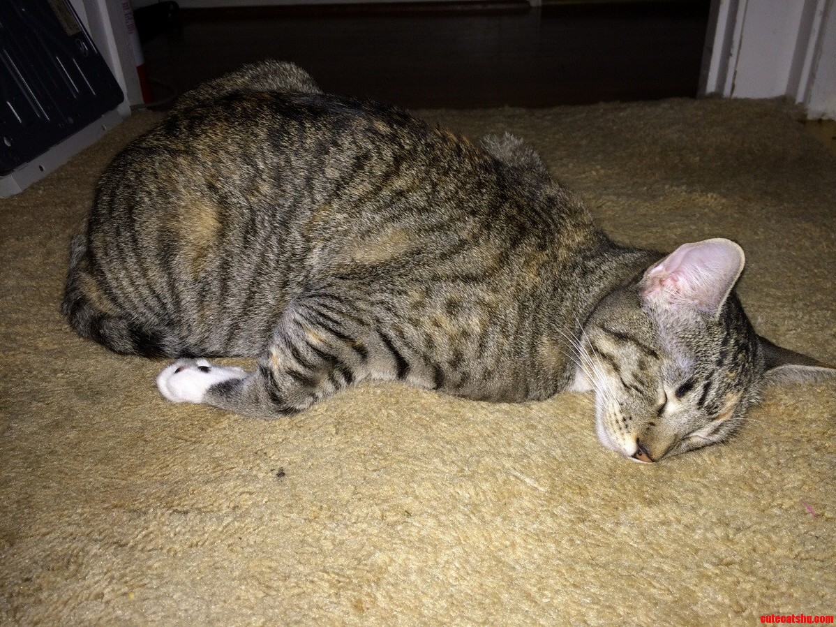 My Bfs Cat Jelly Sleeps Like a Drunk