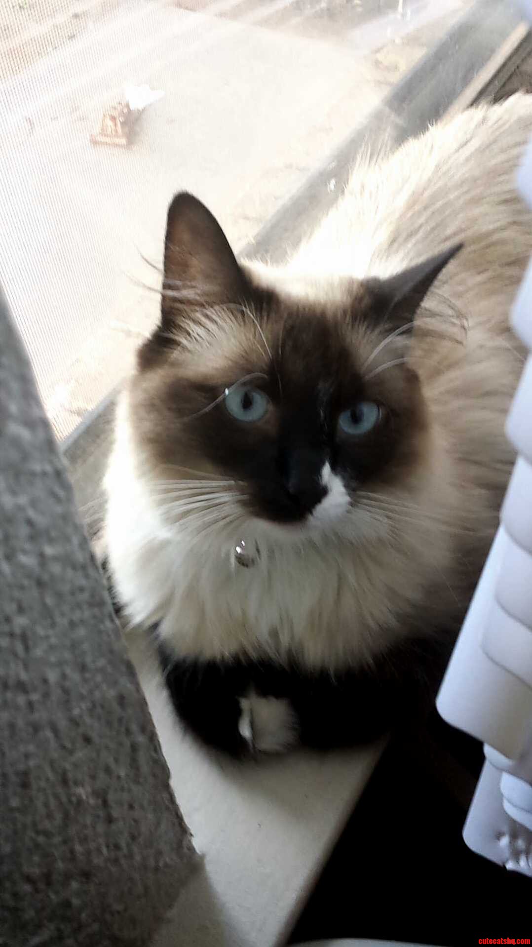 My Blue Eyed Princess