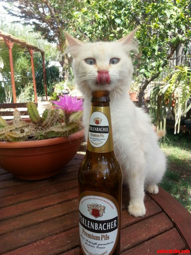 My Cat 3 Beer