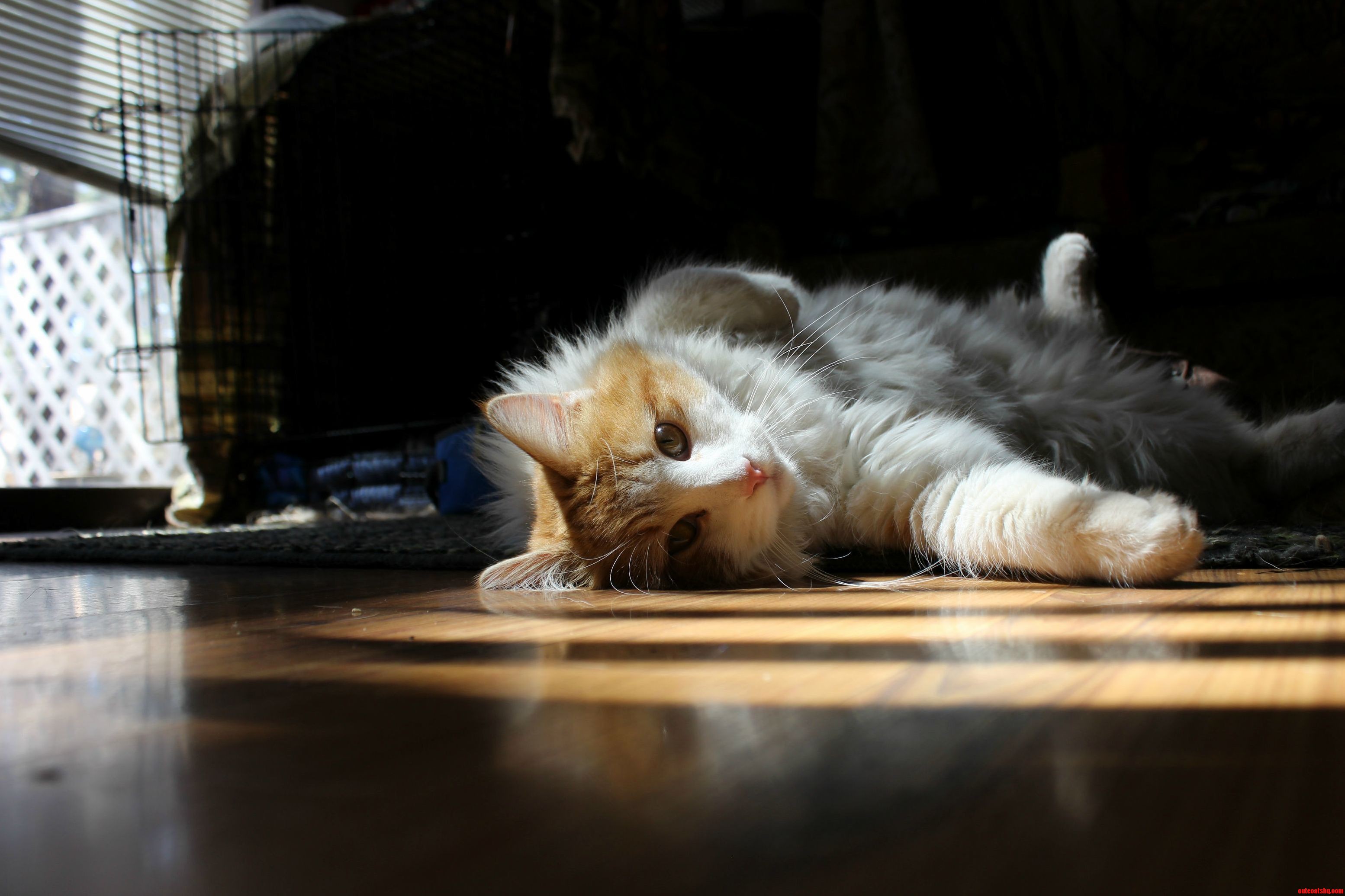 My Cat Arlo Turned One Today and He Is Still the Cutest Thing I Have Ever Seen.