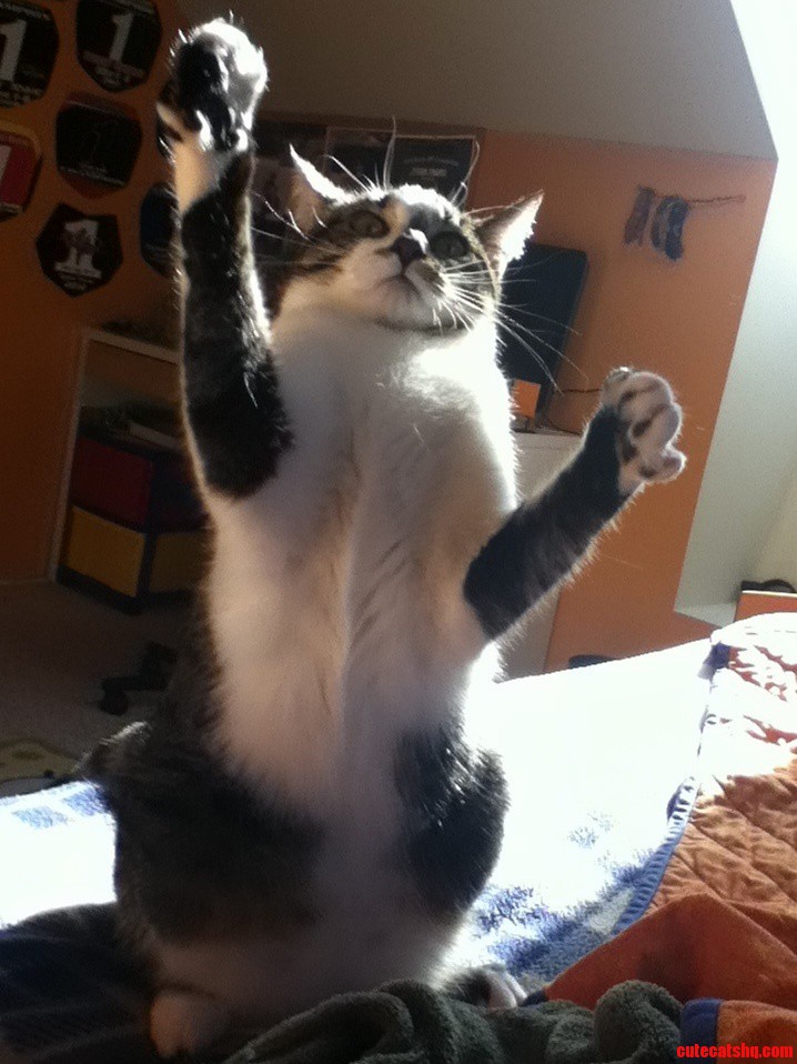 My Cat Asked Me for a Hug