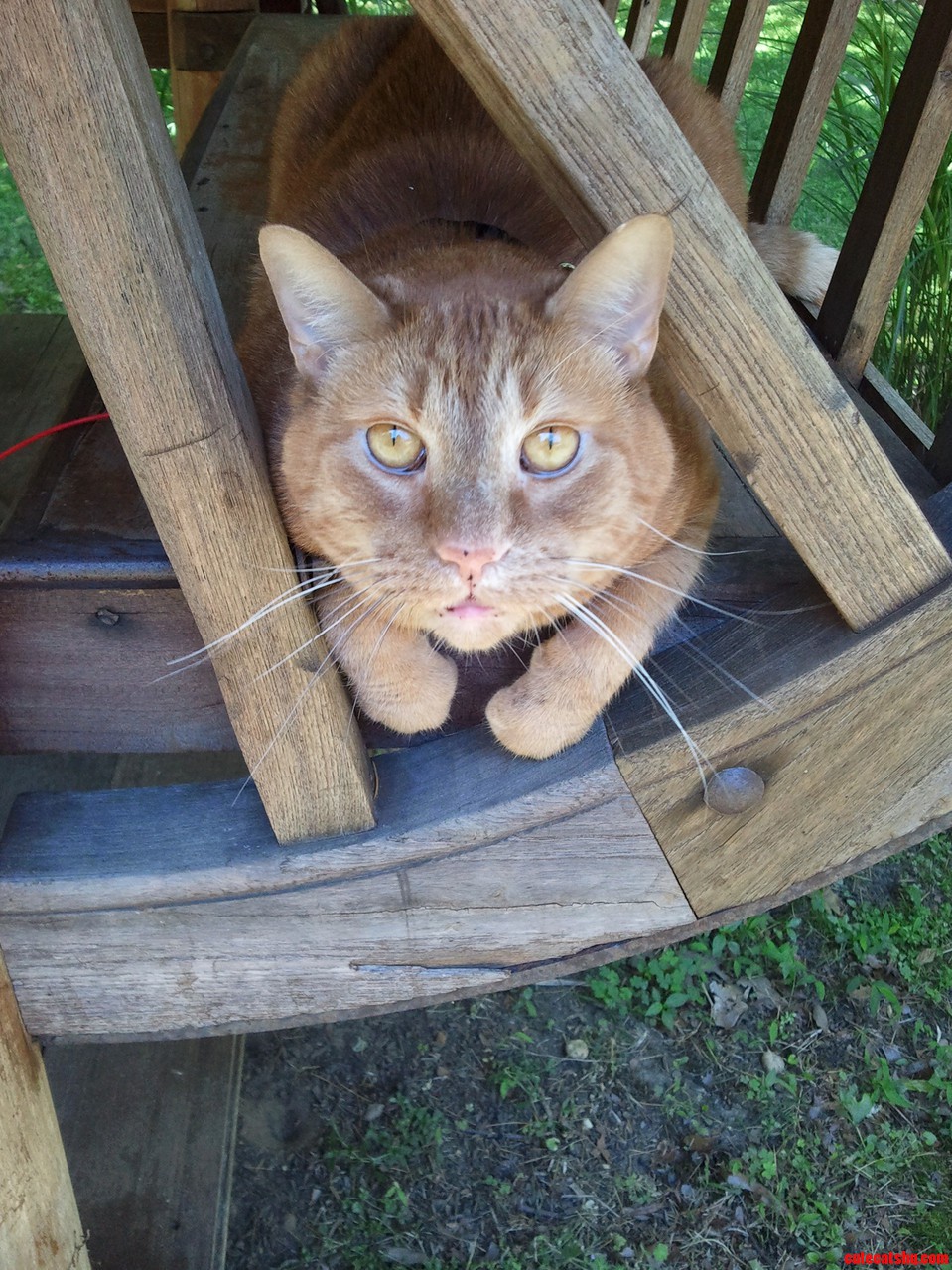 My Cat Boo Sitting Outside in the Tea House