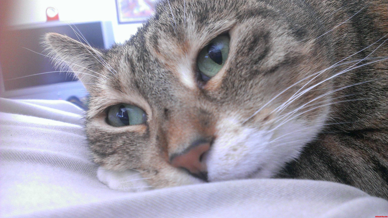 My Cat Ginger Having a Thoughtful Moment