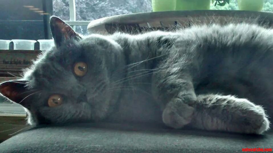 My Cat Has Seen Some Stuff