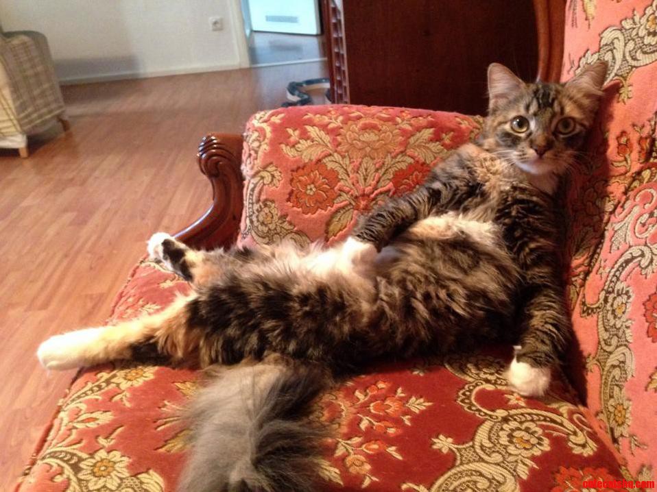 My Cat Ida Wants to Say Hi to You