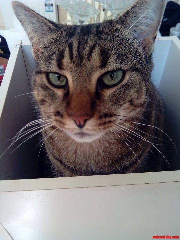 My Cat Is So Photogenic.