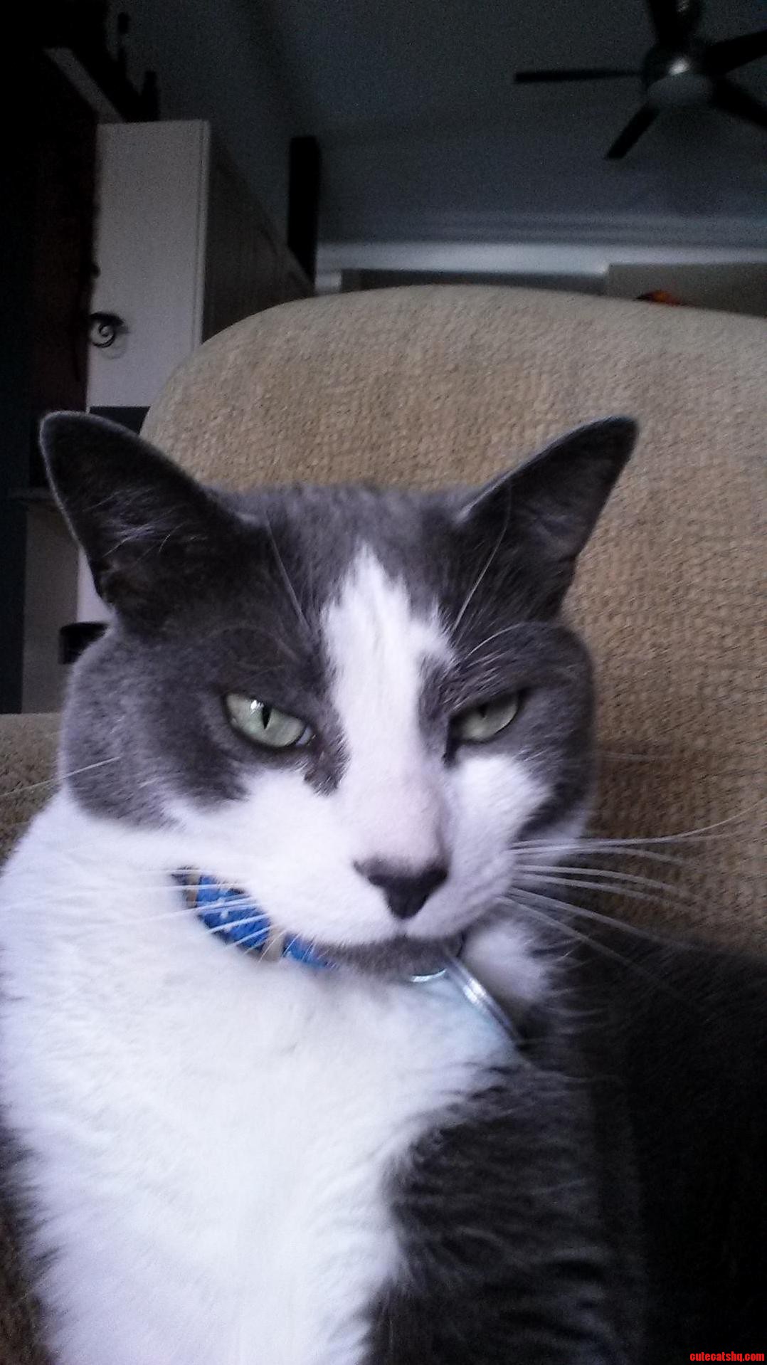 My Cat Isnt Too Impressed.