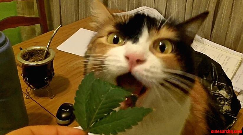 My Cat Loves Cannabis Leaves