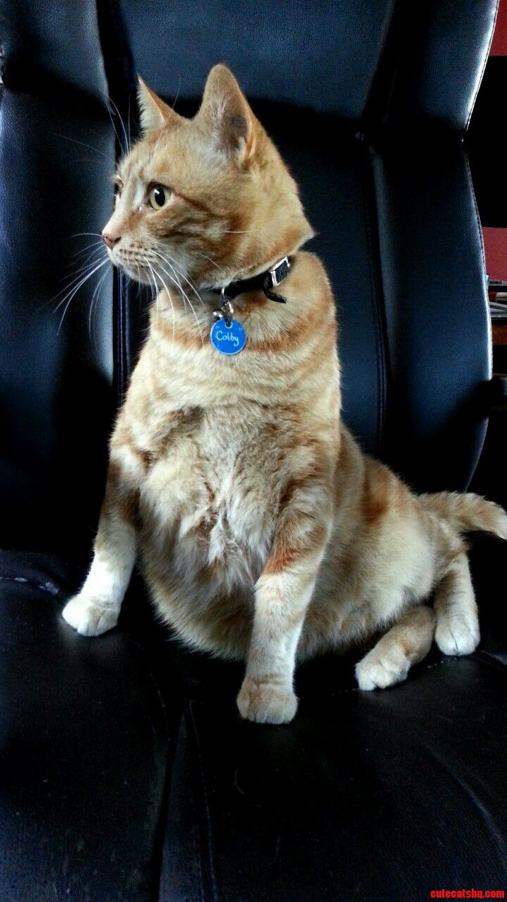 My Cat Seems to Think He Is a Hairy Seal ...