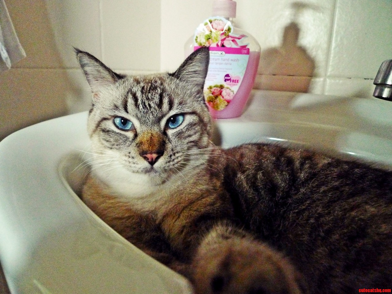 My Cat Selfie