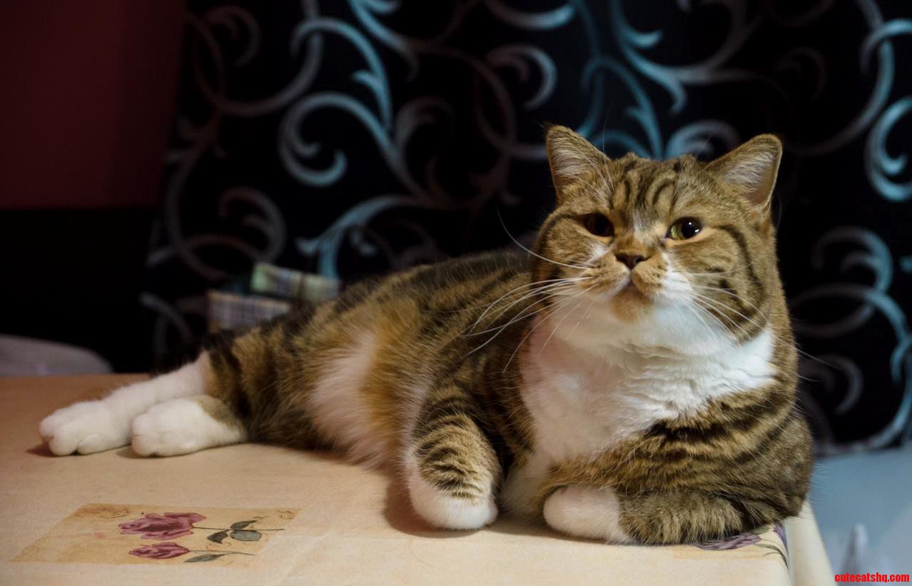 My Cat Shanti Is Plotting Something