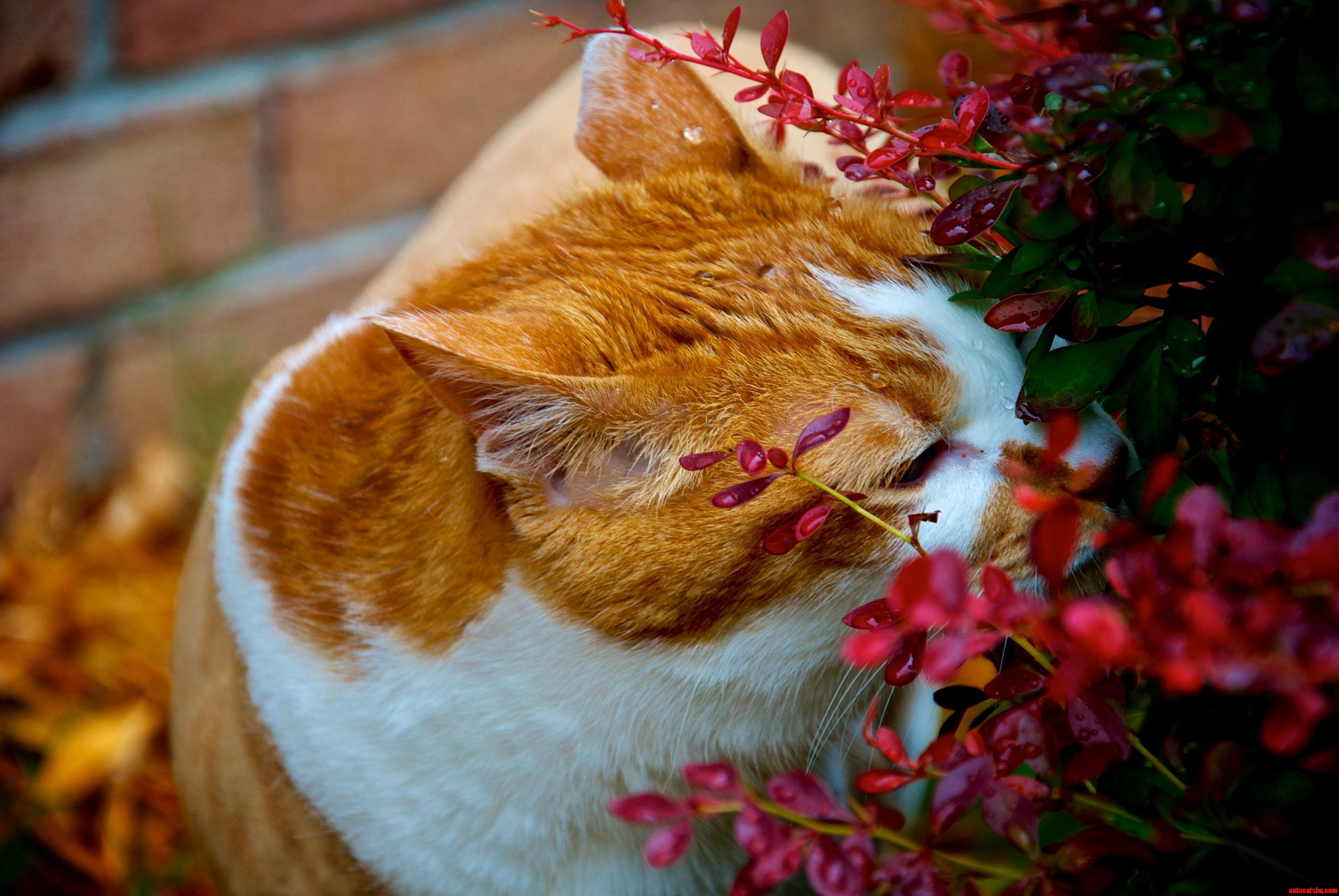 My Cat Smelling Flowers