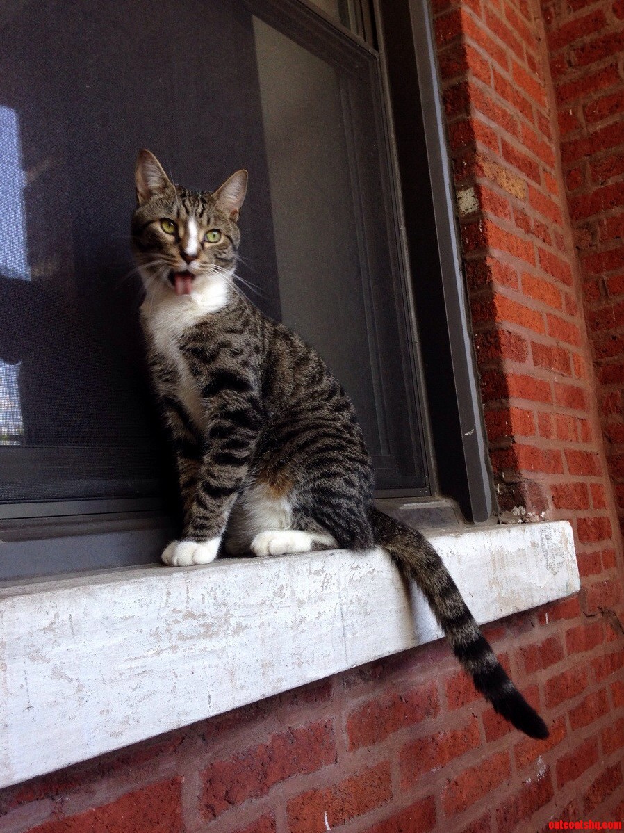 My Cat Sticking Out His Tongue.