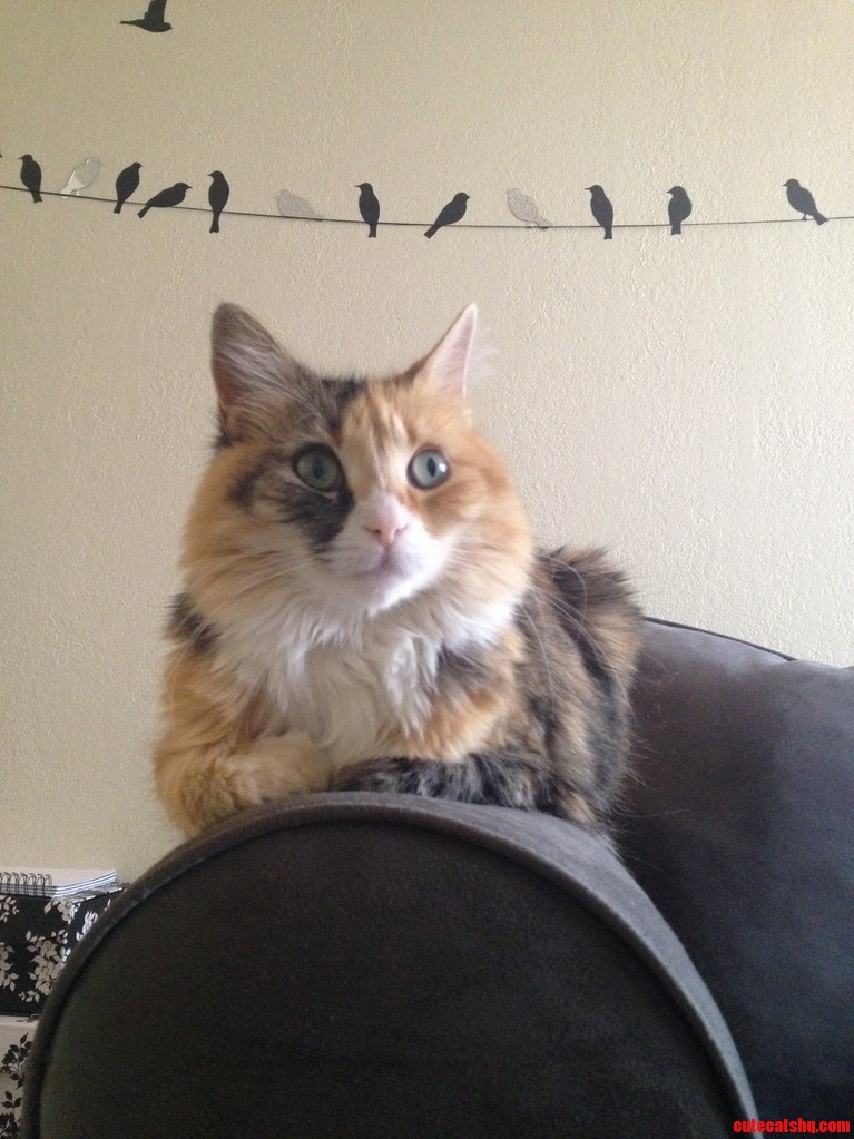 My Cat with Birds