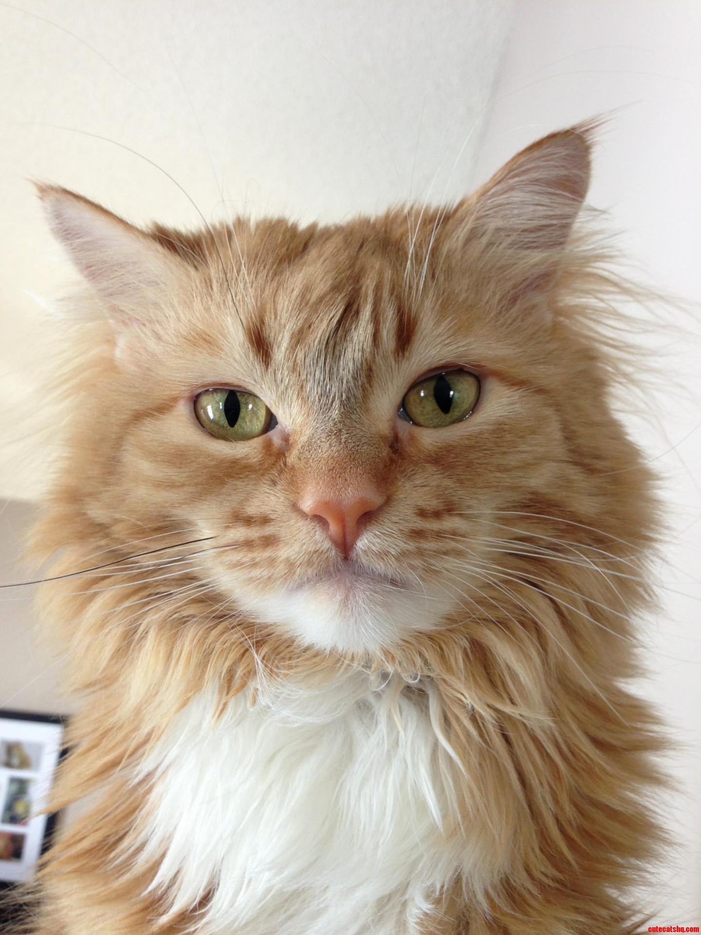 My Cats Mane.
