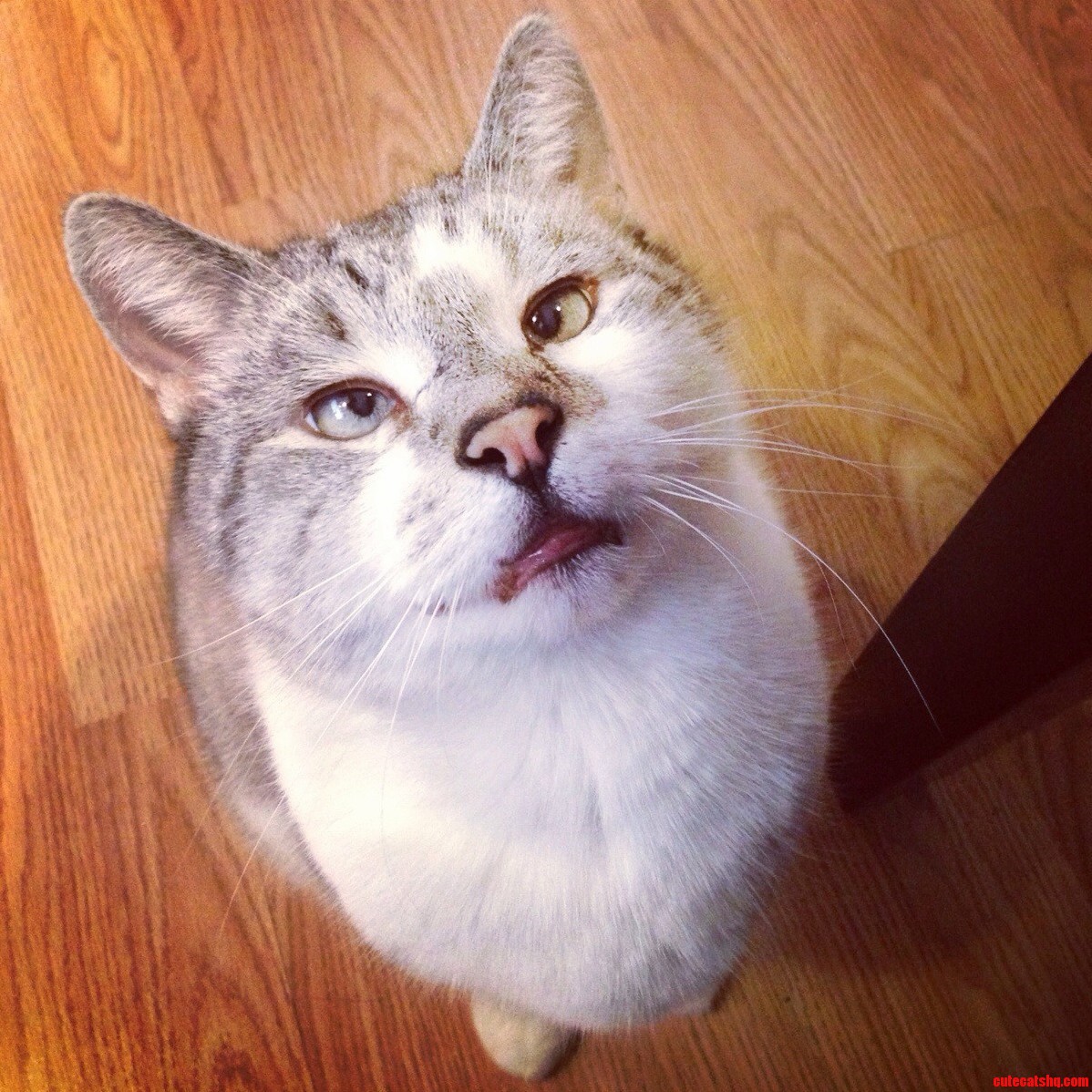 My Cross Eyed Cat Bacardi