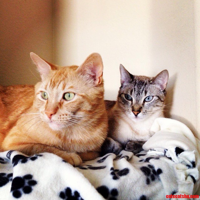 My Dudes Bacon and Bob Used to Hiss at Each Other Now Theyre Best Buds.