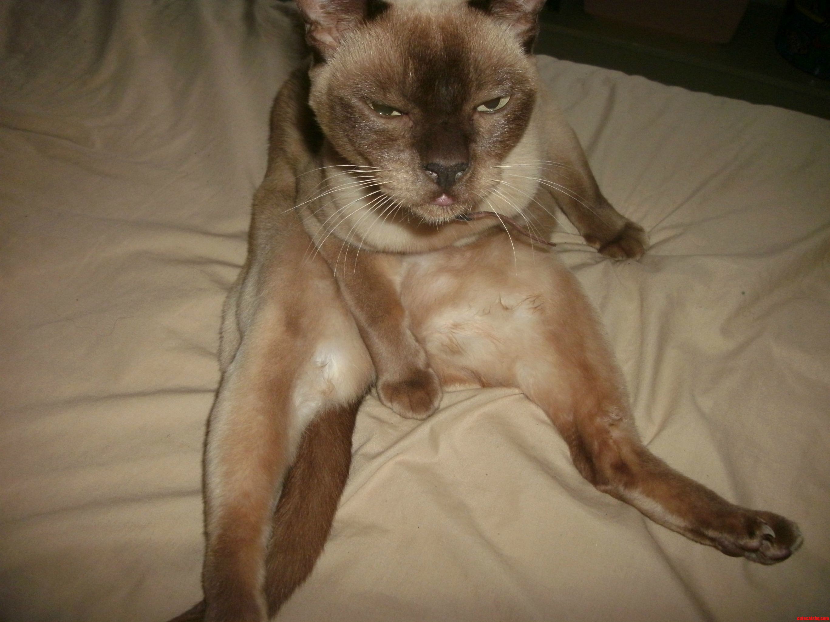 My Elegant Burmese Chino.