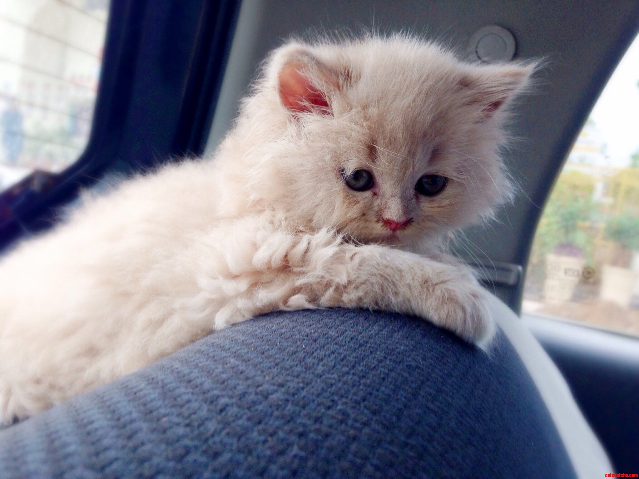 My Fluffball Posing for the Camera 3