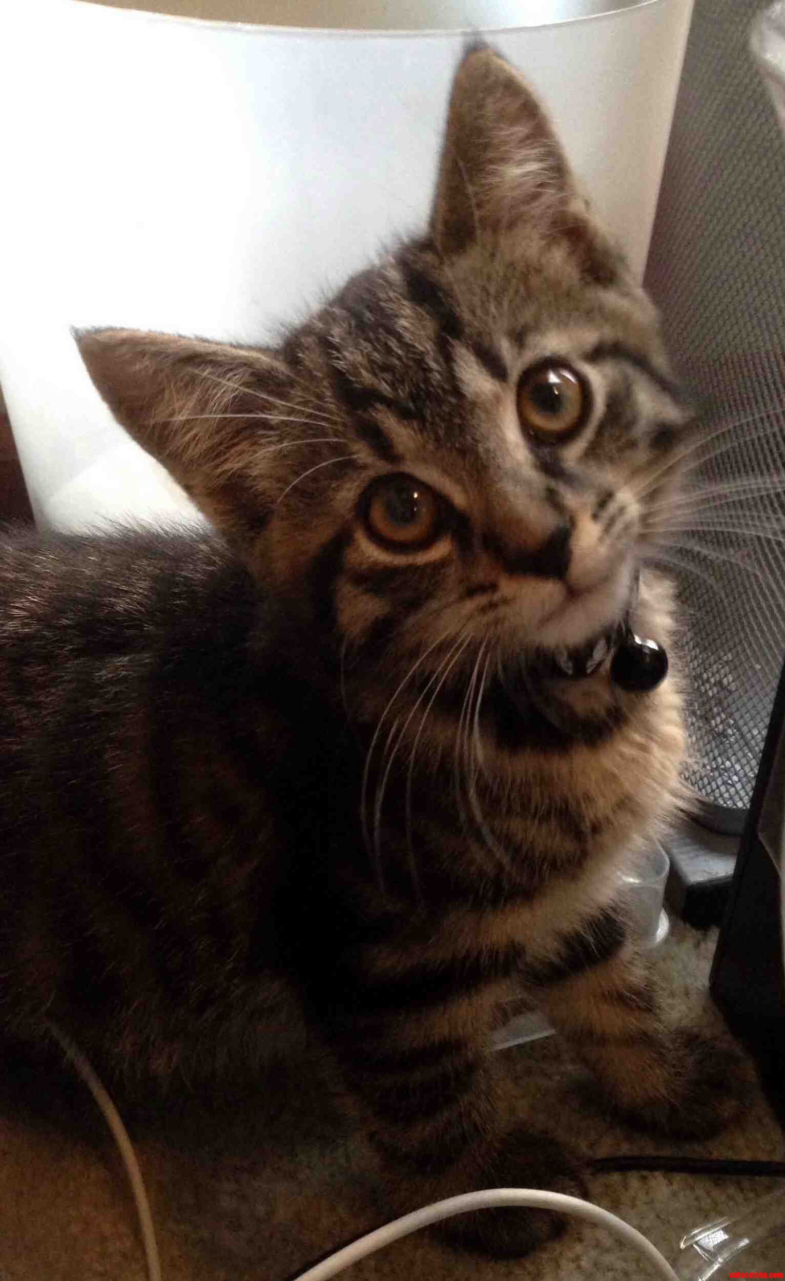 My Friends First Kitten Chief