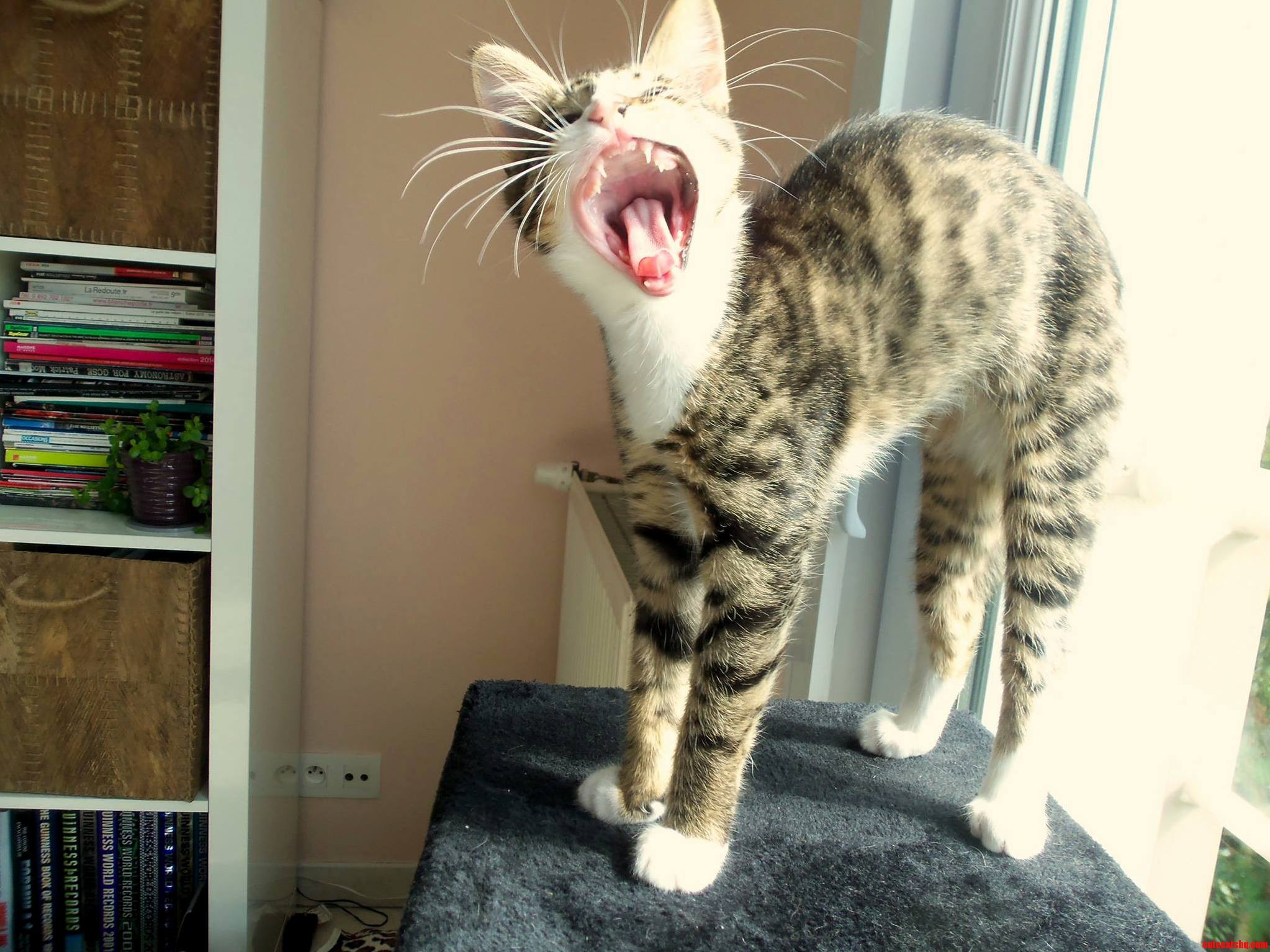 My Girlfriend Caught Our Cat Mid-yawn.